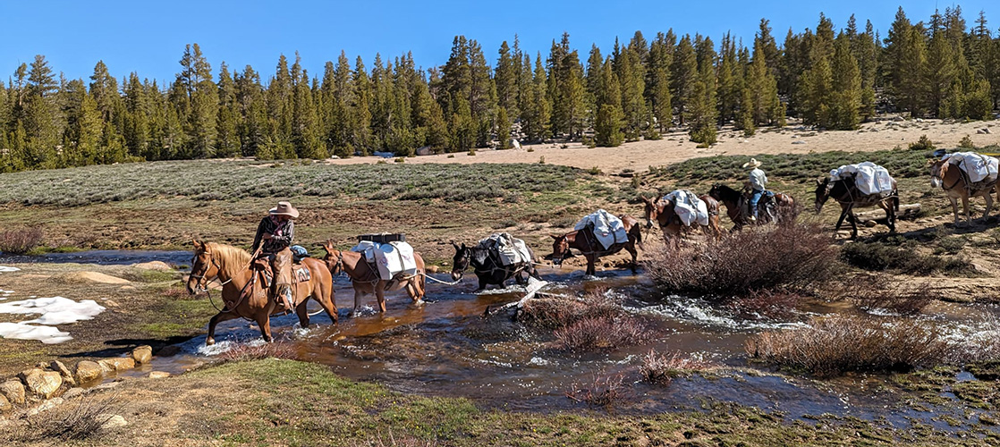 cottonwood pack trains